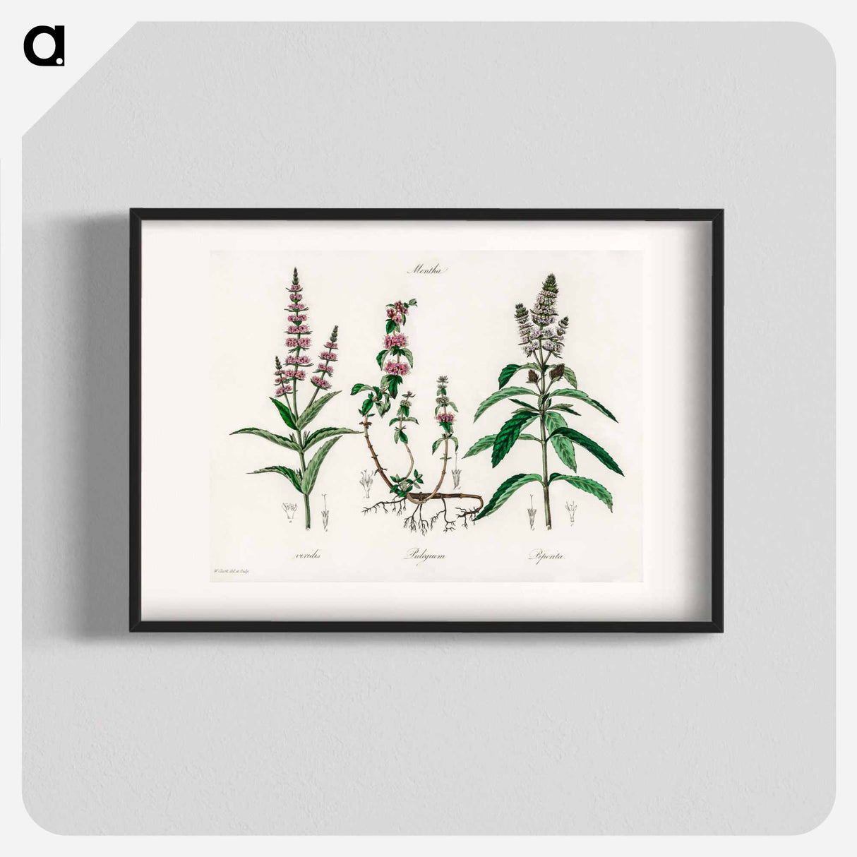 アートポスター-Pennyroyal Illustration
 - 薬用植物学 Poster.