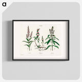アートポスター-Pennyroyal Illustration
 - 薬用植物学 Poster.