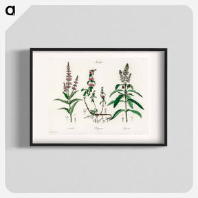 アートポスター-Pennyroyal Illustration
 - 薬用植物学 Poster.
