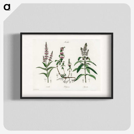 1-29_Medical-Botany_blk