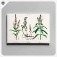 アートパネル-Pennyroyal Illustration
 - 薬用植物学 Canvas.