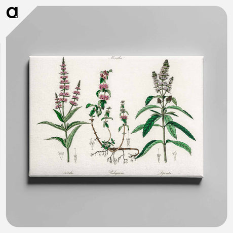 アートパネル-Pennyroyal Illustration
 - 薬用植物学 Canvas.