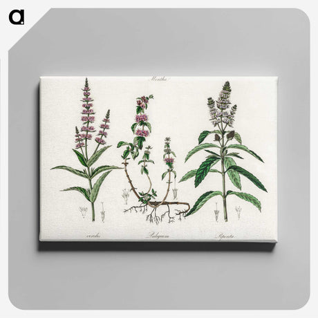 1-29_Medical-Botany_canvas