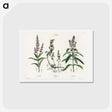 1-29_Medical-Botany_hagaki