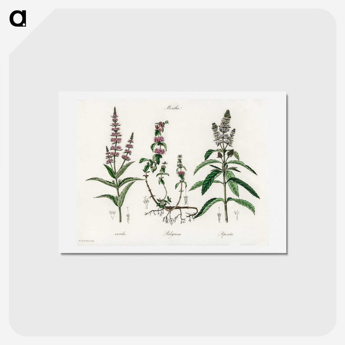 1-29_Medical-Botany_hagaki