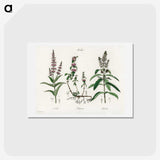 1-29_Medical-Botany_hagaki