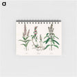 アートメモ帳-Pennyroyal Illustration
 - 薬用植物学 Memo.