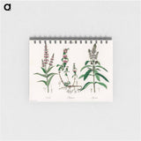 アートメモ帳-Pennyroyal Illustration
 - 薬用植物学 Memo.