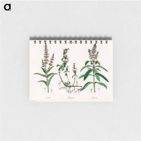 アートメモ帳-Pennyroyal Illustration
 - 薬用植物学 Memo.