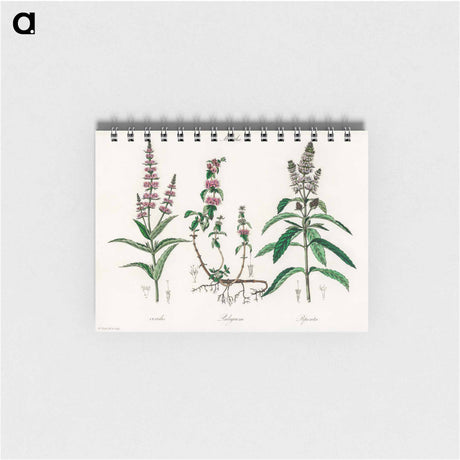 アートメモ帳-Pennyroyal Illustration
 - 薬用植物学 Memo.