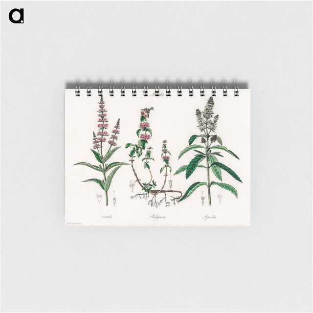 アートメモ帳-Pennyroyal Illustration
 - 薬用植物学 Memo.