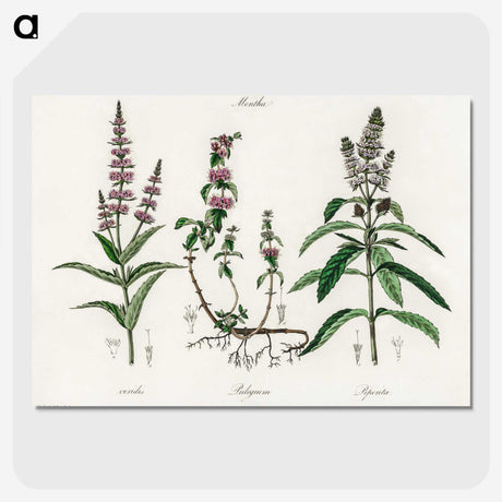 1-29_Medical-Botany_picture-crop