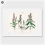 アートポスター-Pennyroyal Illustration
 - 薬用植物学 Poster.