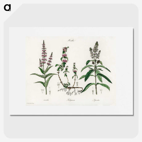 1-29_Medical-Botany_picture