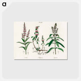 アートポストカード-Pennyroyal Illustration
 - 薬用植物学 Postcard.