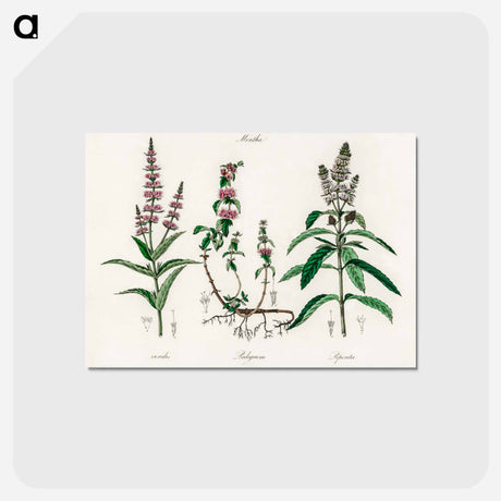 アートポストカード-Pennyroyal Illustration
 - 薬用植物学 Postcard.