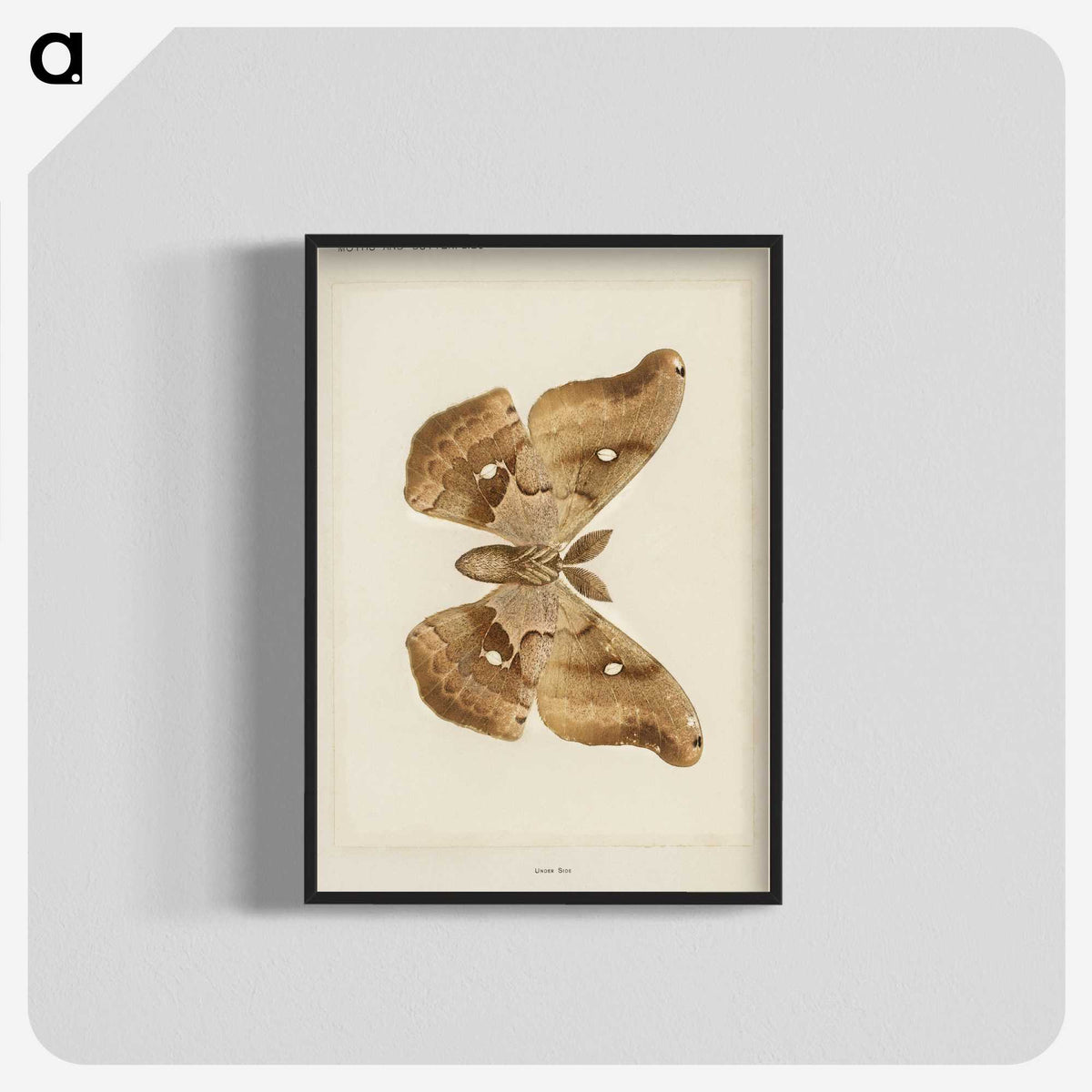 1-29_Moths-and-Butterflies-of-the-United-States_blk-crop