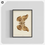 1-29_Moths-and-Butterflies-of-the-United-States_blk-crop