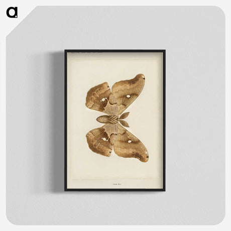 1-29_Moths-and-Butterflies-of-the-United-States_blk-crop