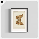 1-29_Moths-and-Butterflies-of-the-United-States_blk