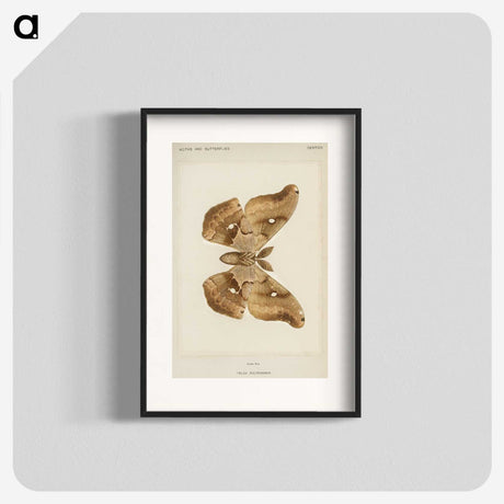 1-29_Moths-and-Butterflies-of-the-United-States_blk