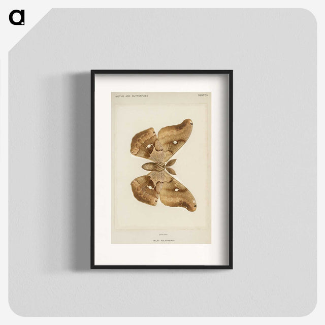 1-29_Moths-and-Butterflies-of-the-United-States_blk