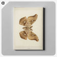 1-29_Moths-and-Butterflies-of-the-United-States_canvas
