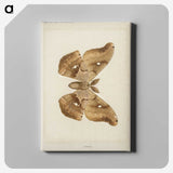 1-29_Moths-and-Butterflies-of-the-United-States_canvas
