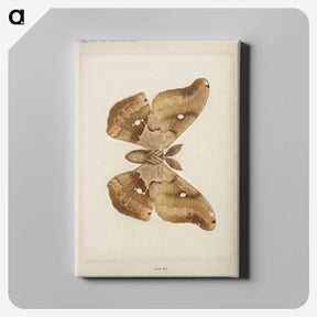 1-29_Moths-and-Butterflies-of-the-United-States_canvas