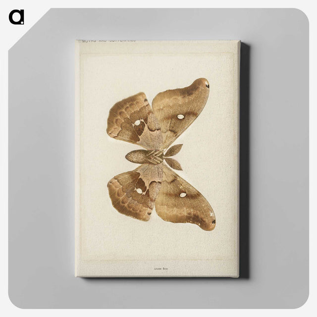 1-29_Moths-and-Butterflies-of-the-United-States_canvas