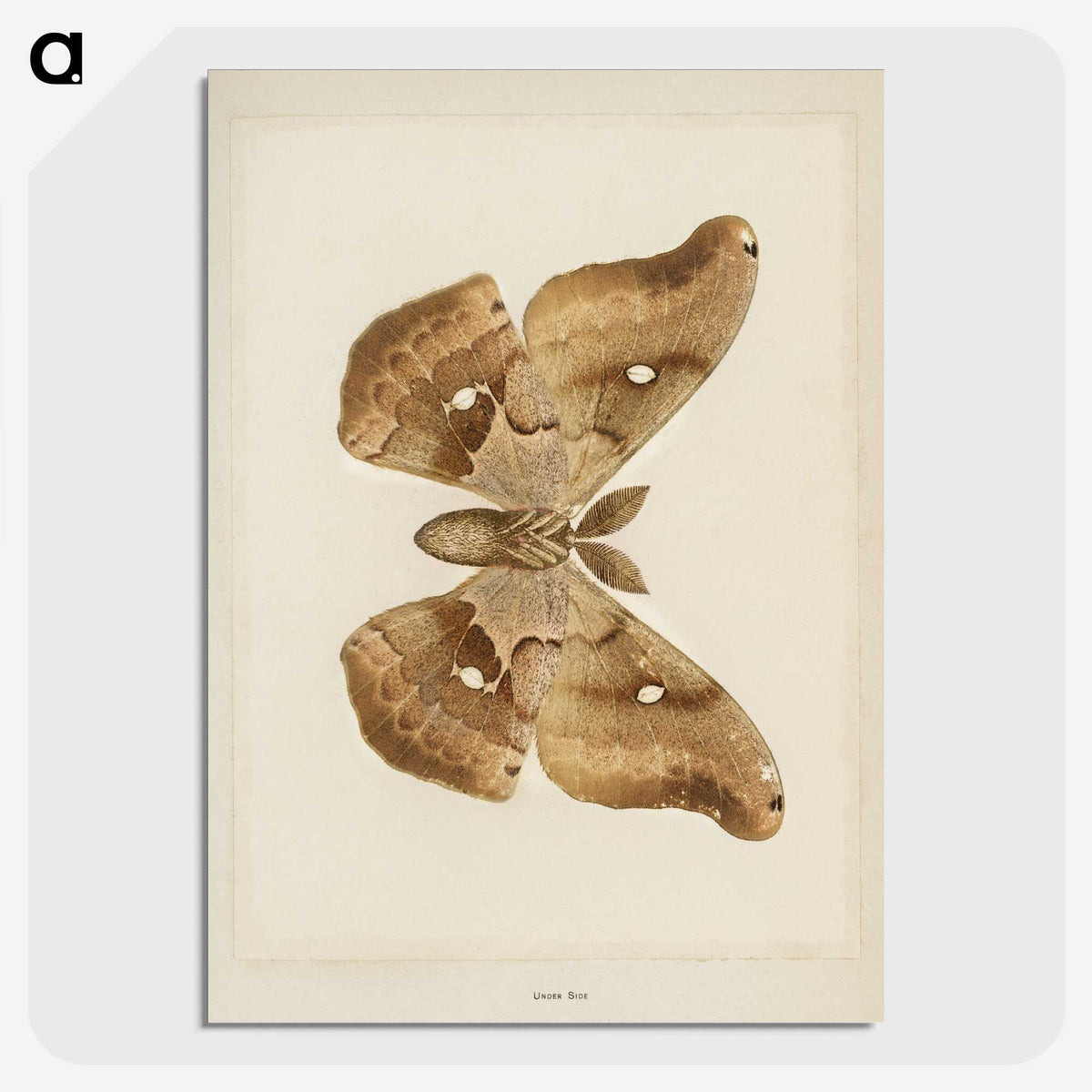1-29_Moths-and-Butterflies-of-the-United-States_picture-crop