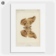 1-29_Moths-and-Butterflies-of-the-United-States_picture