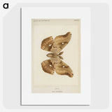 1-29_Moths-and-Butterflies-of-the-United-States_picture