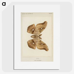 1-29_Moths-and-Butterflies-of-the-United-States_picture