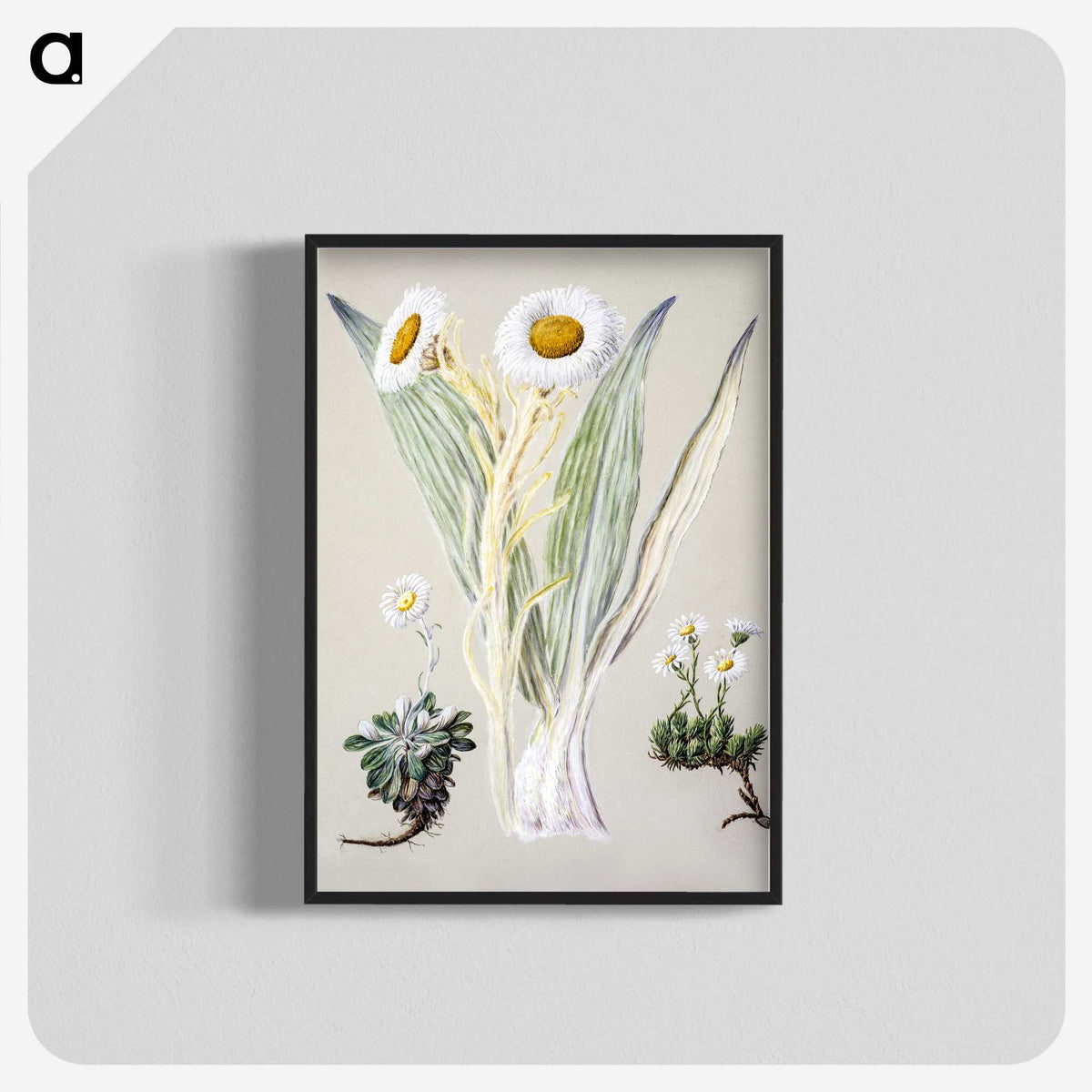 1-29_Native-Flowering-Plants-of-New-Zealand_blk-crop