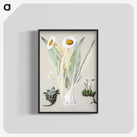 1-29_Native-Flowering-Plants-of-New-Zealand_blk-crop