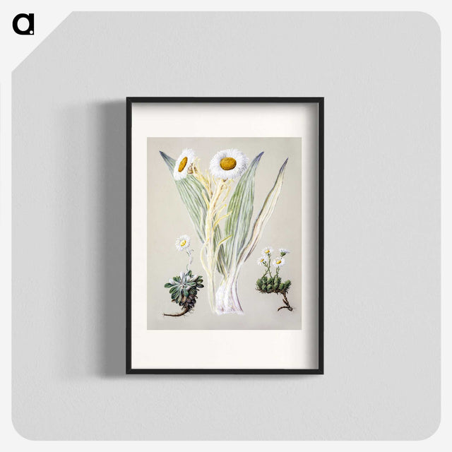 1-29_Native-Flowering-Plants-of-New-Zealand_blk