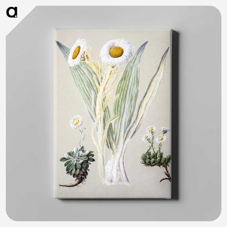 1-29_Native-Flowering-Plants-of-New-Zealand_canvas