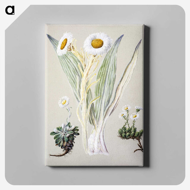 1-29_Native-Flowering-Plants-of-New-Zealand_canvas