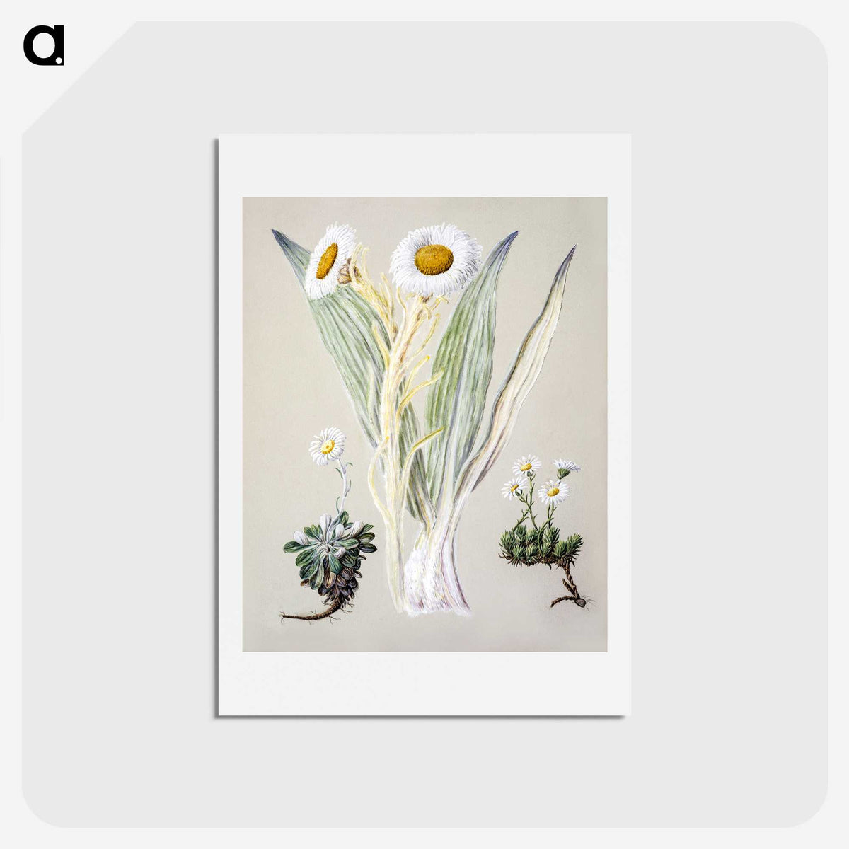 1-29_Native-Flowering-Plants-of-New-Zealand_hagaki