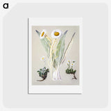 1-29_Native-Flowering-Plants-of-New-Zealand_hagaki
