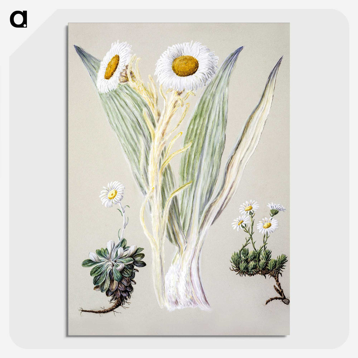 1-29_Native-Flowering-Plants-of-New-Zealand_picture-crop