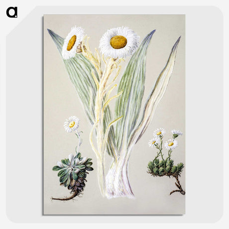 1-29_Native-Flowering-Plants-of-New-Zealand_picture-crop