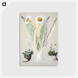 1-29_Native-Flowering-Plants-of-New-Zealand_postcard
