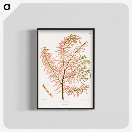 1-29_Nederlandsche-Flora-en-Pomona_blk-crop
