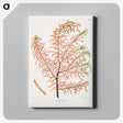 1-29_Nederlandsche-Flora-en-Pomona_canvas