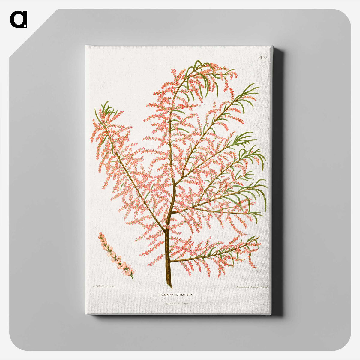 1-29_Nederlandsche-Flora-en-Pomona_canvas