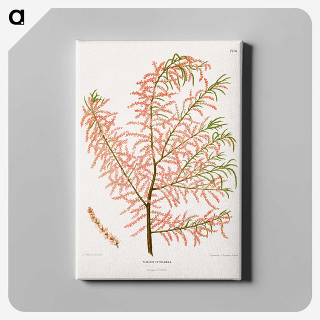 1-29_Nederlandsche-Flora-en-Pomona_canvas