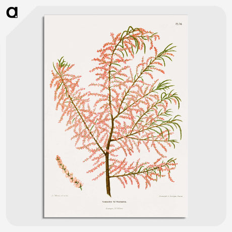 1-29_Nederlandsche-Flora-en-Pomona_picture-crop