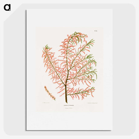1-29_Nederlandsche-Flora-en-Pomona_picture